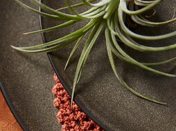 aida raw forest brown kleurdetail  (2022_03_23 14_13_21 UTC) (2022_03_23 15_21_22 UTC)